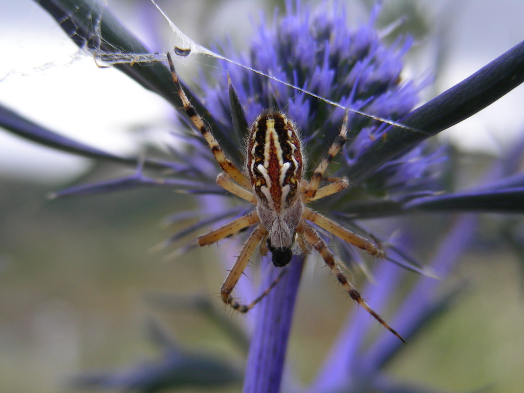In Abruzzo ...(Aculepeira armida)